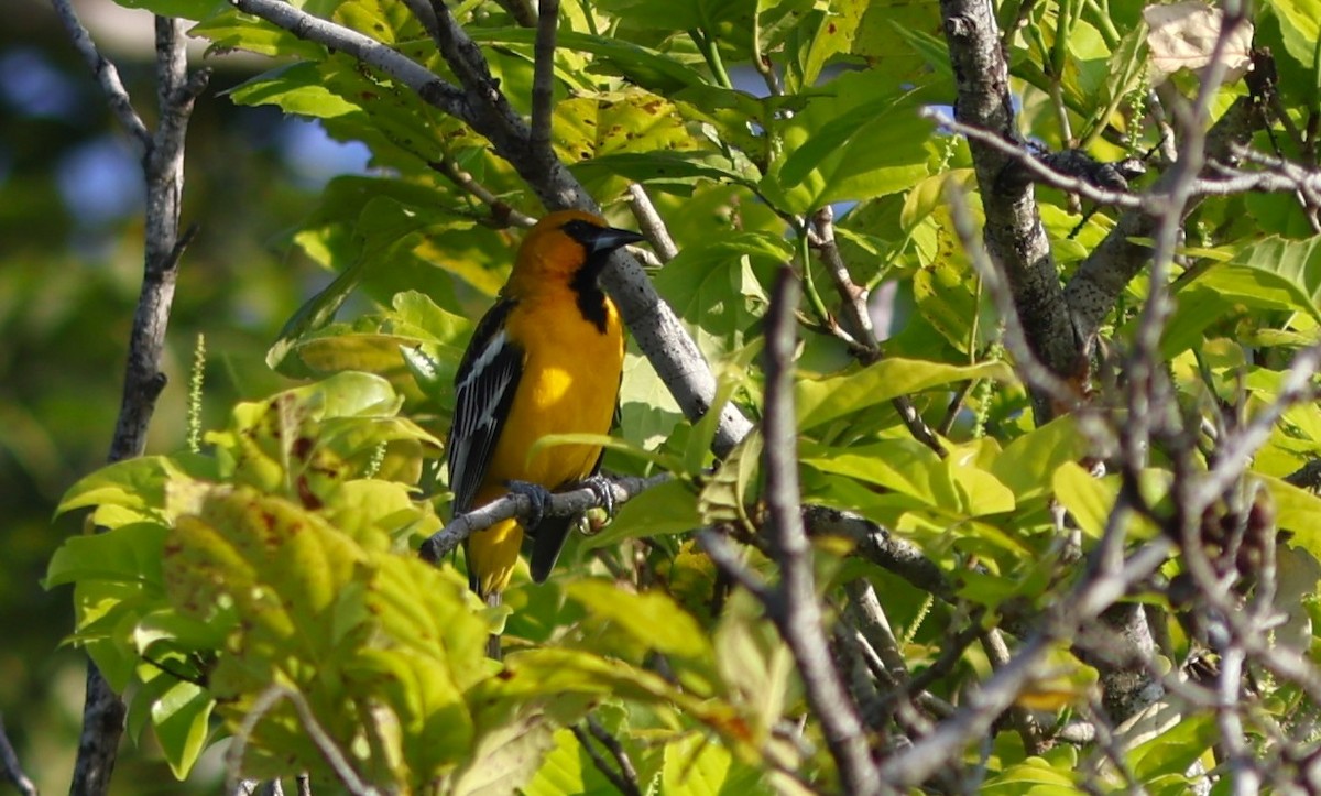 Streak-backed Oriole - ML644775970