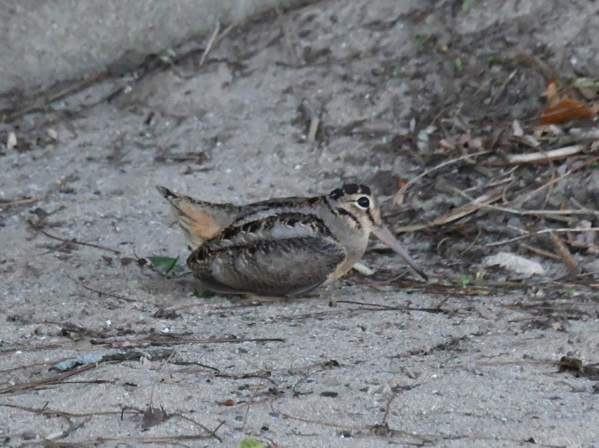 American Woodcock - ML644775973