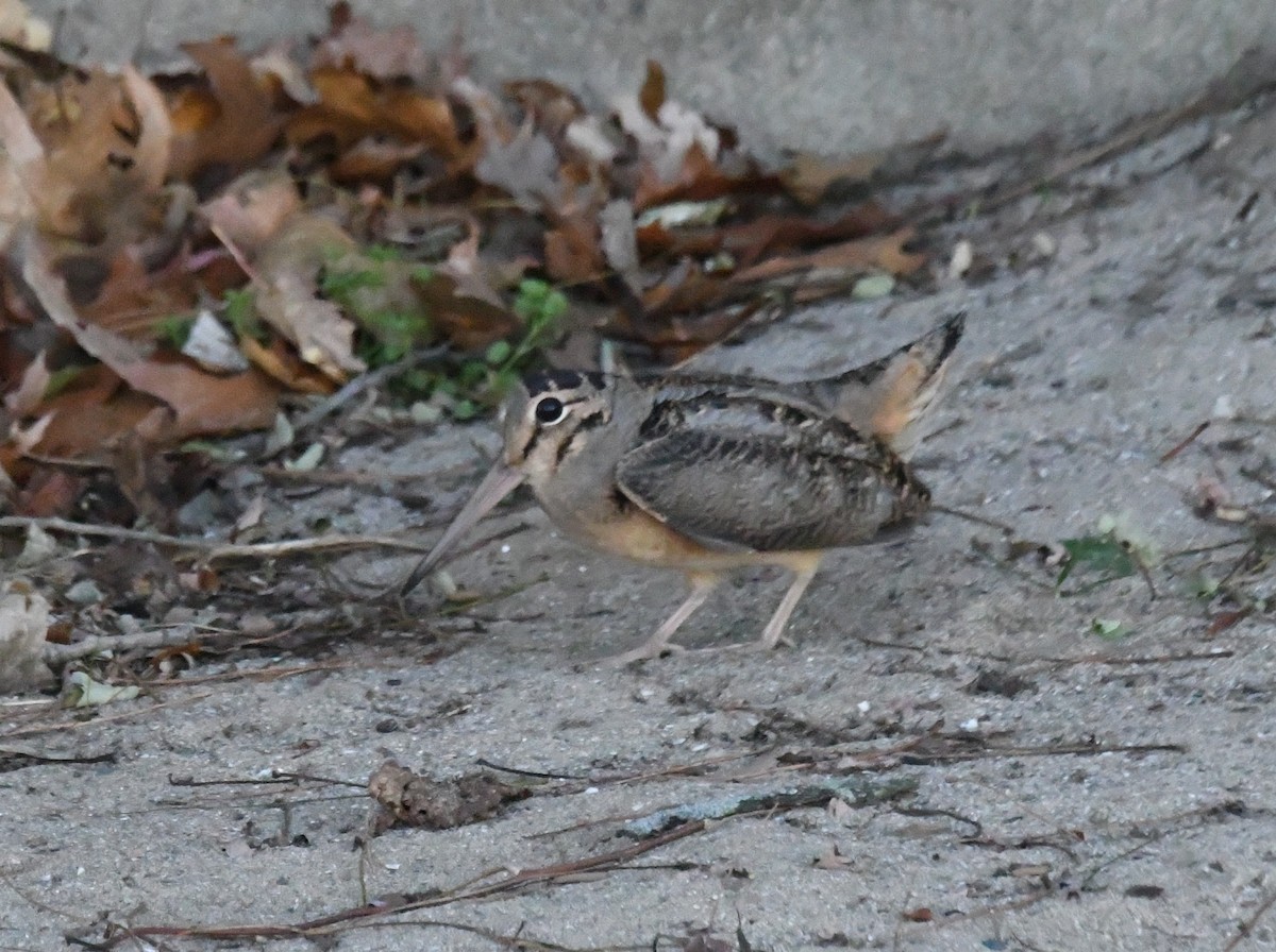 American Woodcock - ML644775974