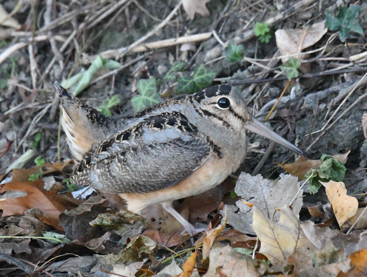 American Woodcock - ML644775975