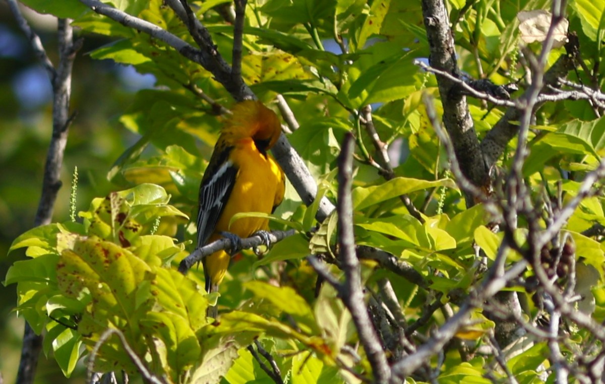 Streak-backed Oriole - ML644775980