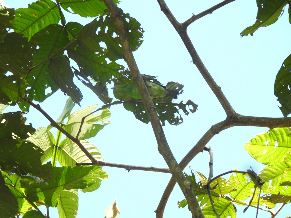 Rufous-winged Tanager - ML644775983