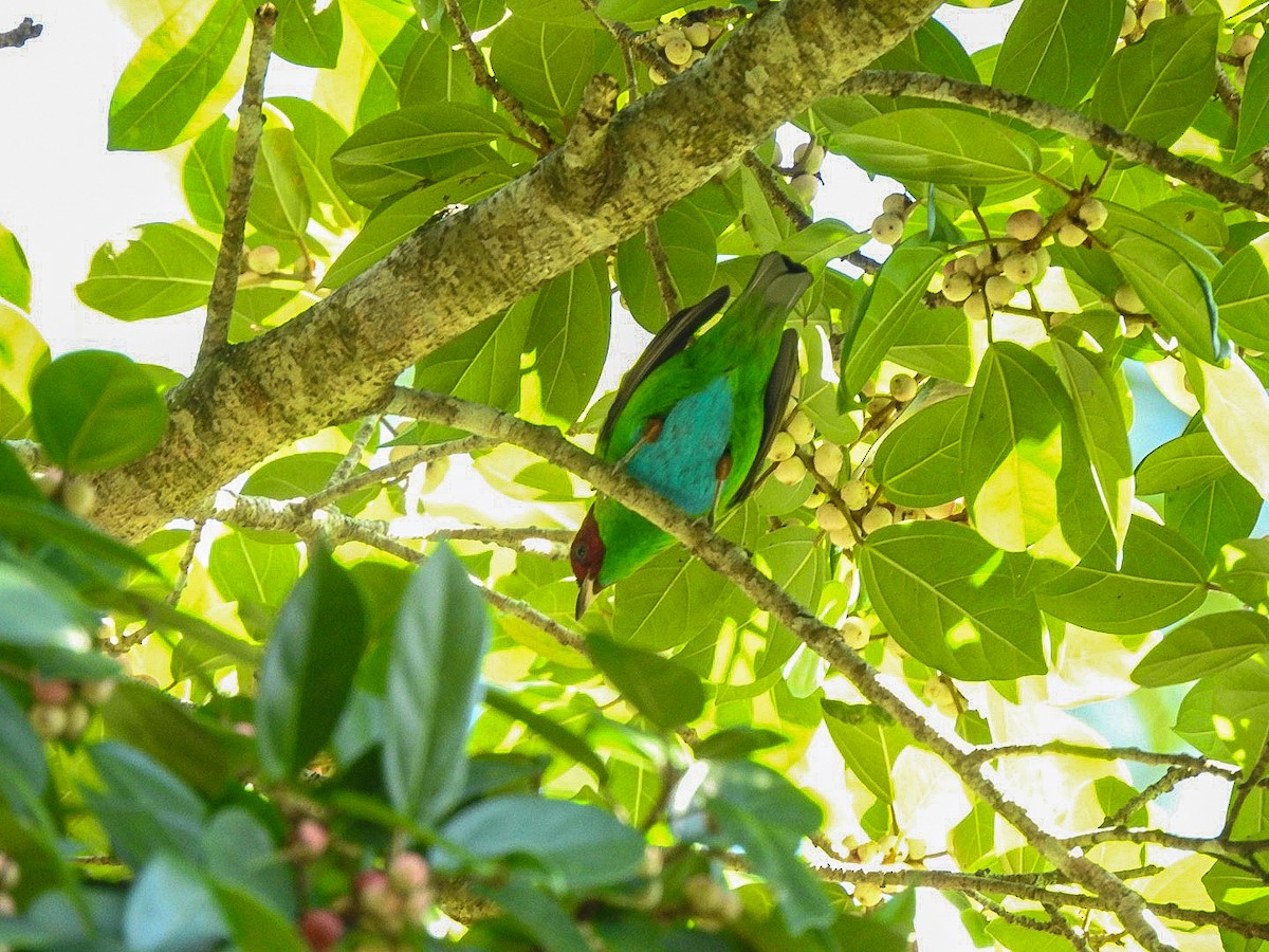 Rufous-winged Tanager - ML644775984