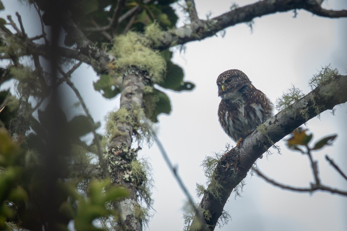 Andean Pygmy-Owl - ML644775989