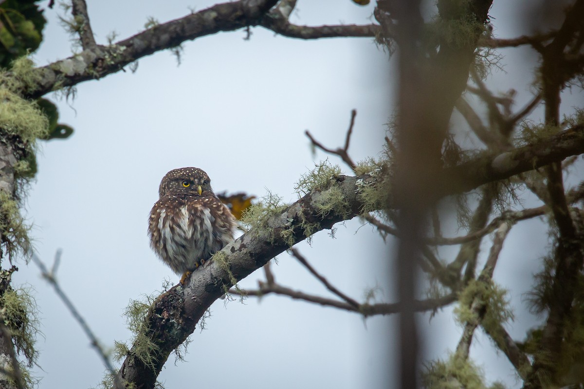 Andean Pygmy-Owl - ML644775991