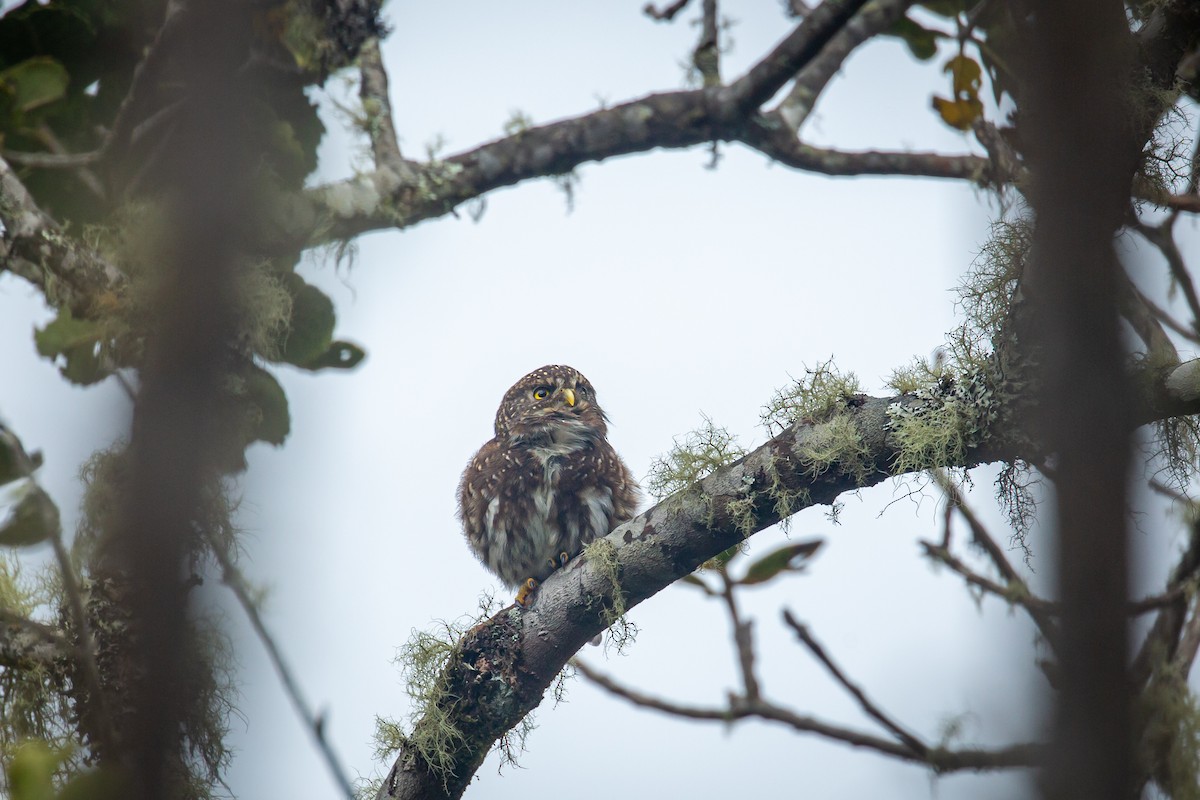Andean Pygmy-Owl - ML644775992