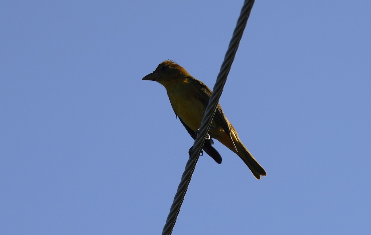 להבית אדומה - ML644776015
