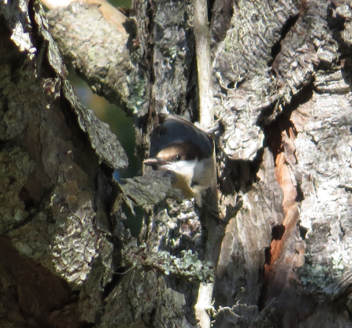 Brown-headed Nuthatch - ML644776019
