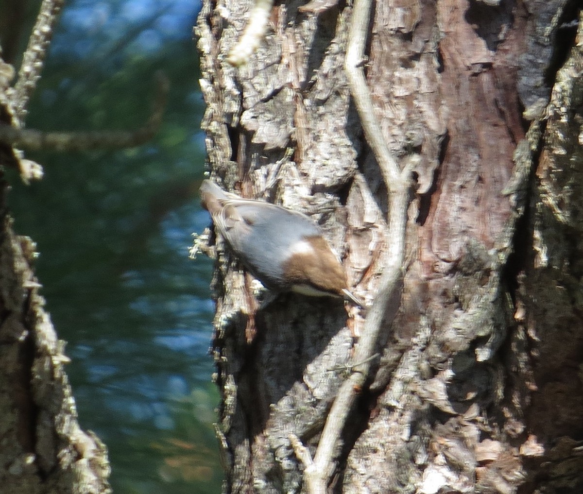 Brown-headed Nuthatch - ML644776020