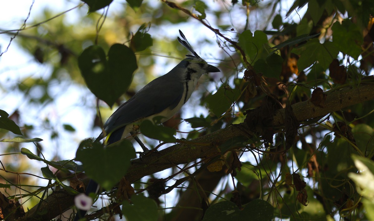 White-throated Magpie-Jay - ML644776021