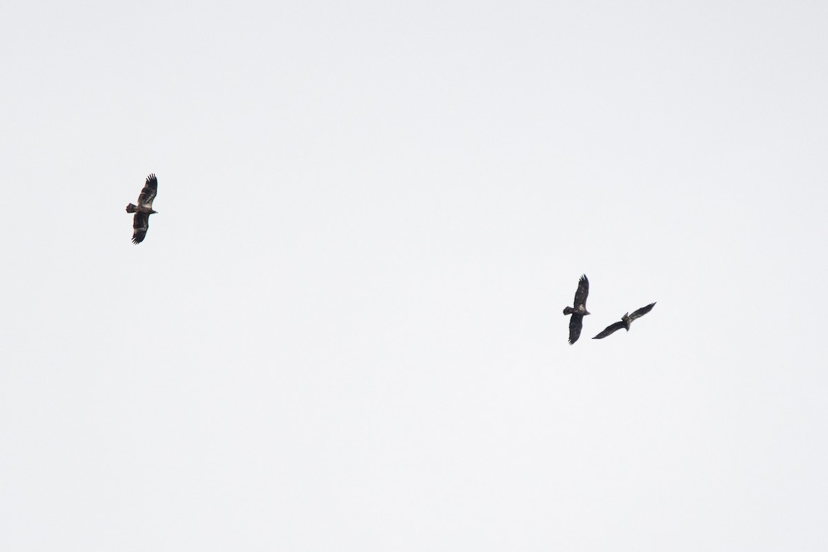 עיטם לבן-ראש - ML644776045