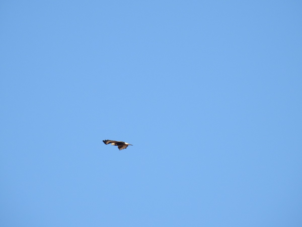 Rough-legged Hawk - ML644776067