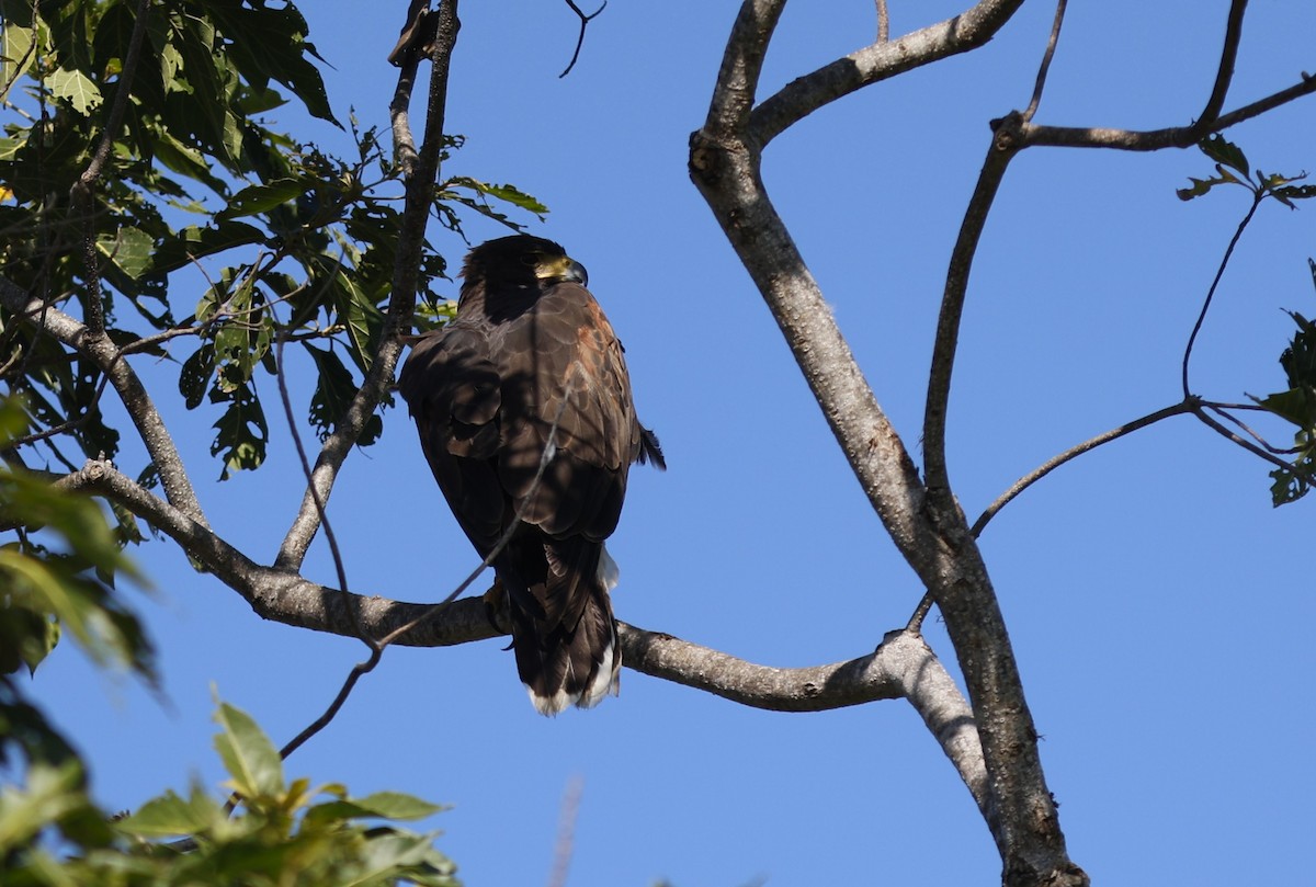 Harris's Hawk (Harris's) - ML644776068