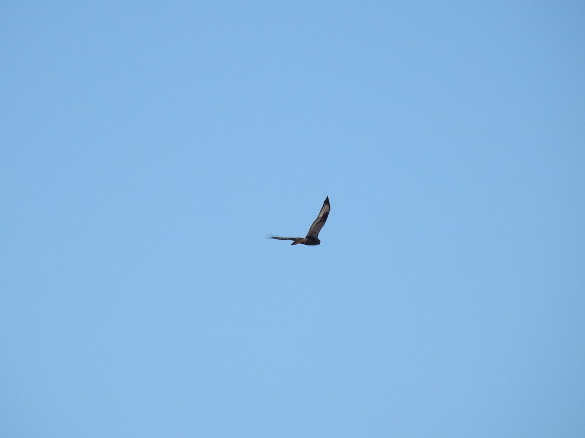 Rough-legged Hawk - ML644776070