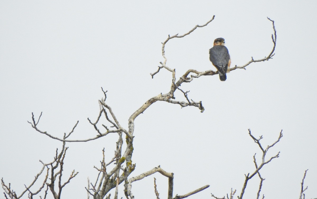 Merlin - ML644776076