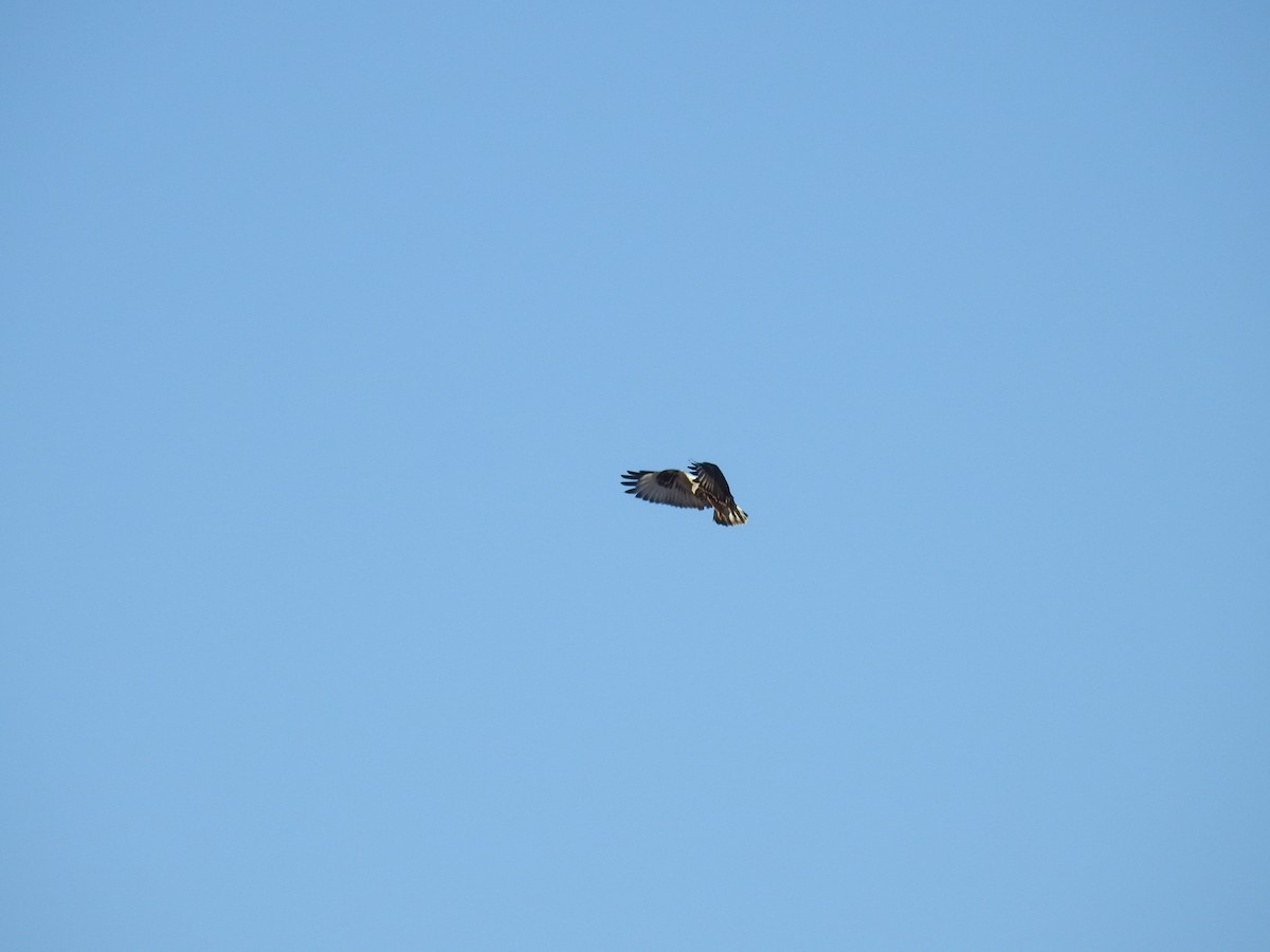 Rough-legged Hawk - ML644776077