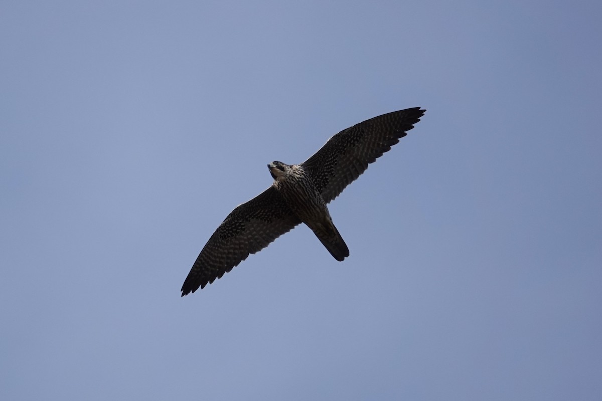 sokol stěhovavý - ML644776084