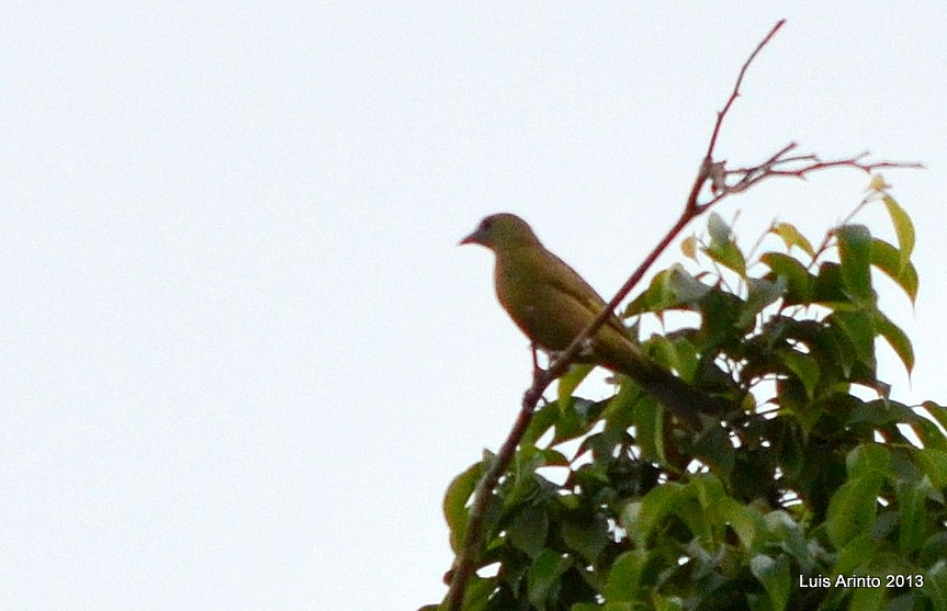 Palm Tanager - ML644776088