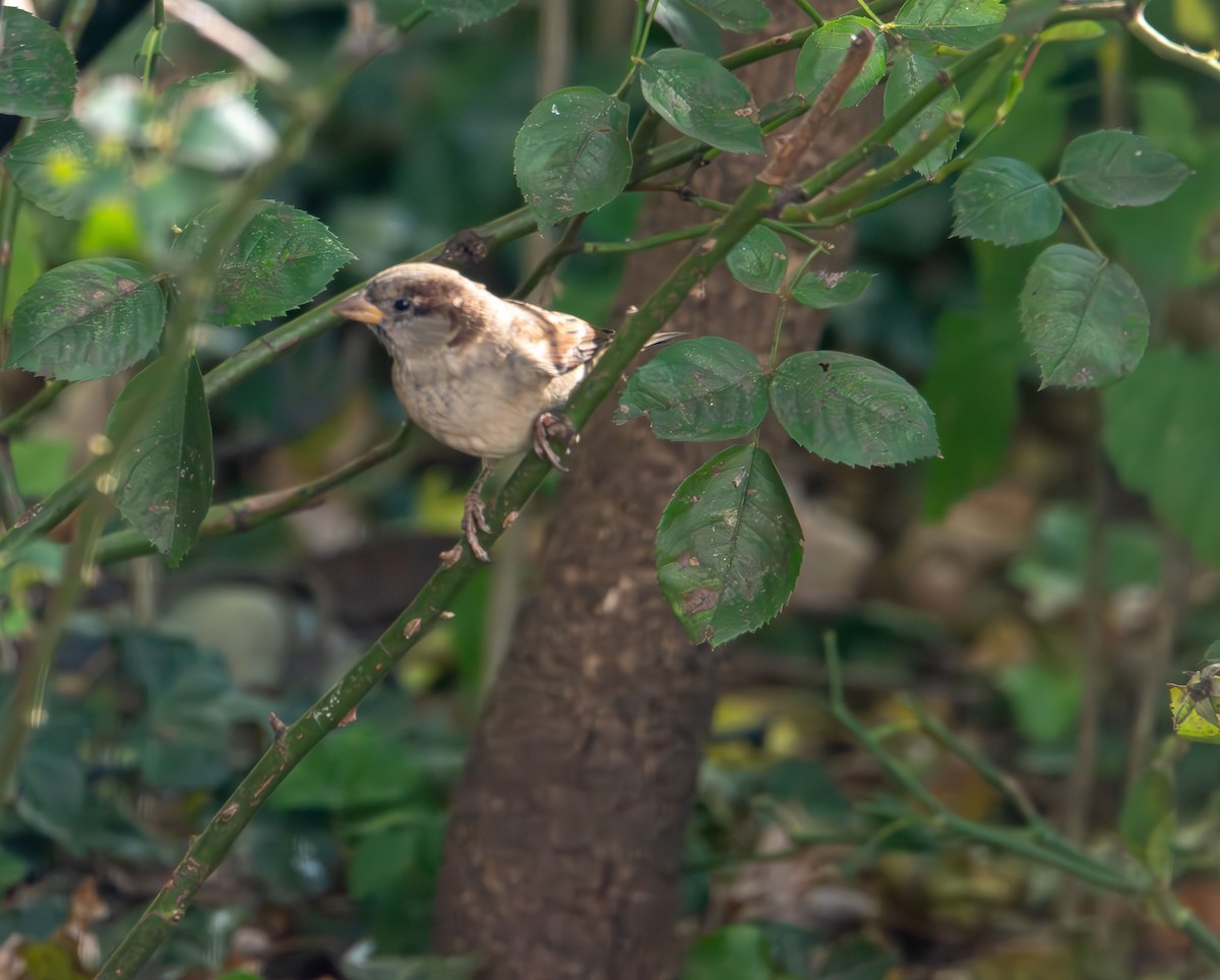 gråspurv - ML644776105