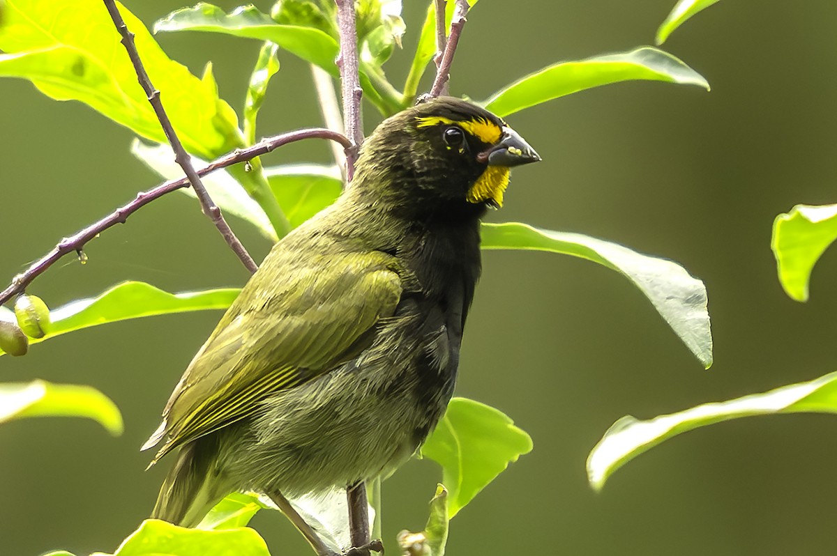 Yellow-faced Grassquit - ML644776106
