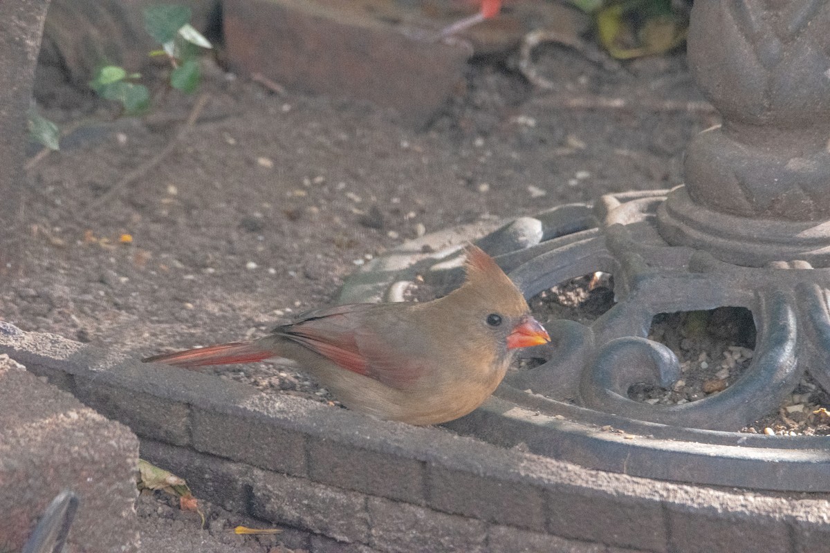 Kırmızı Kardinal - ML644776111