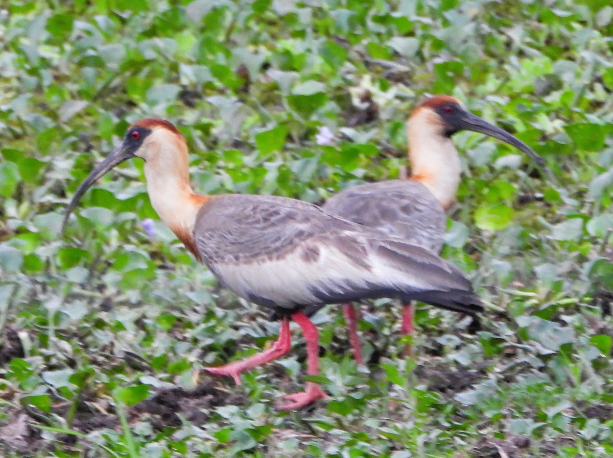 Buff-necked Ibis - ML644776123