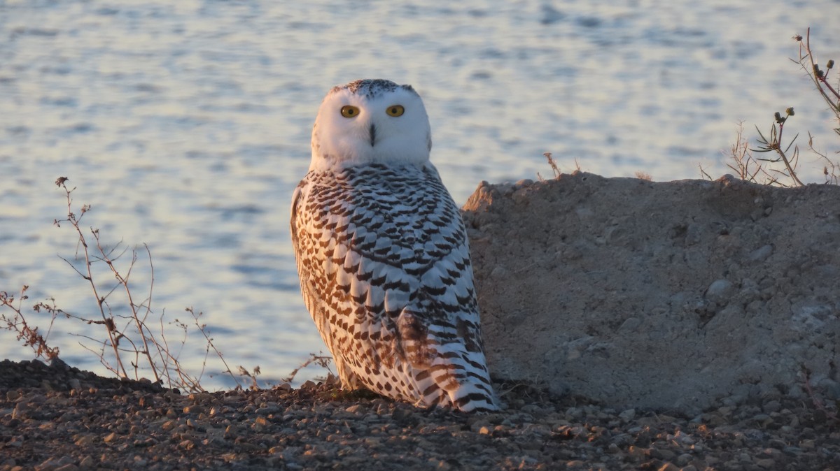 Snowy Owl - ML644776126