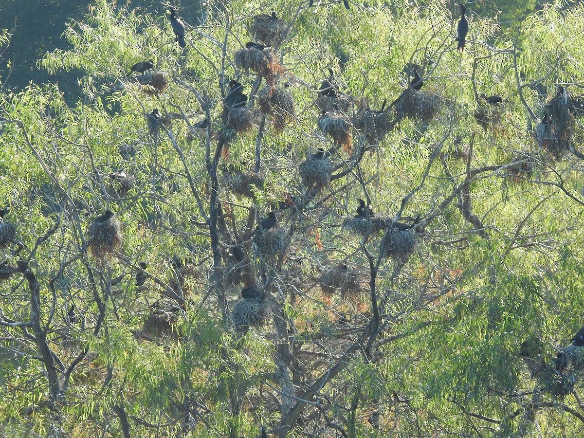 Double-crested/Neotropic Cormorant - ML644776128