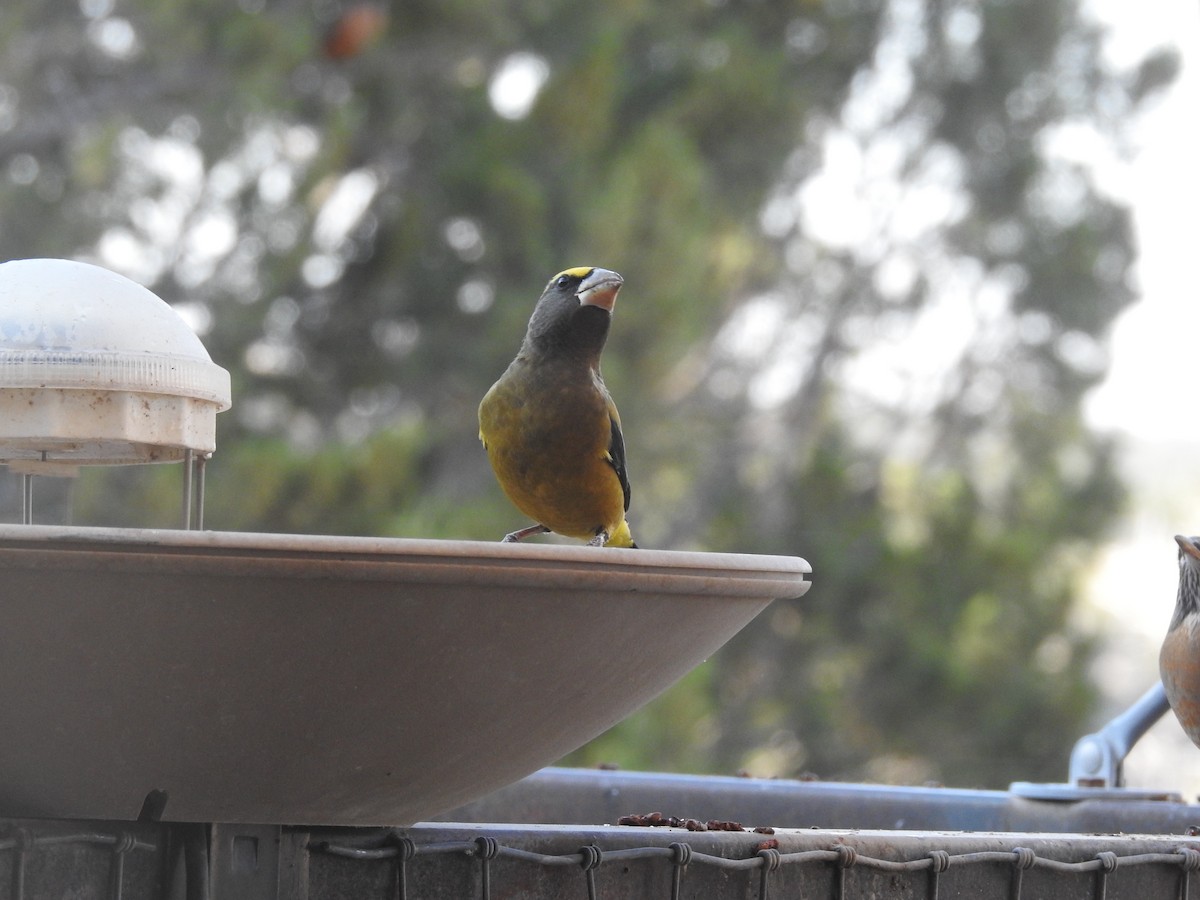 Evening Grosbeak - ML644776132