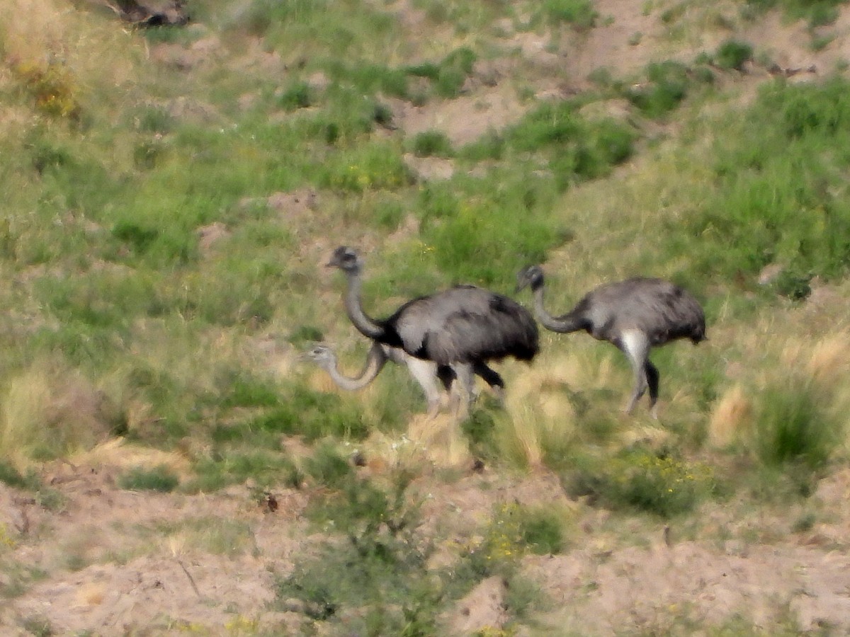 Greater Rhea - ML644776133