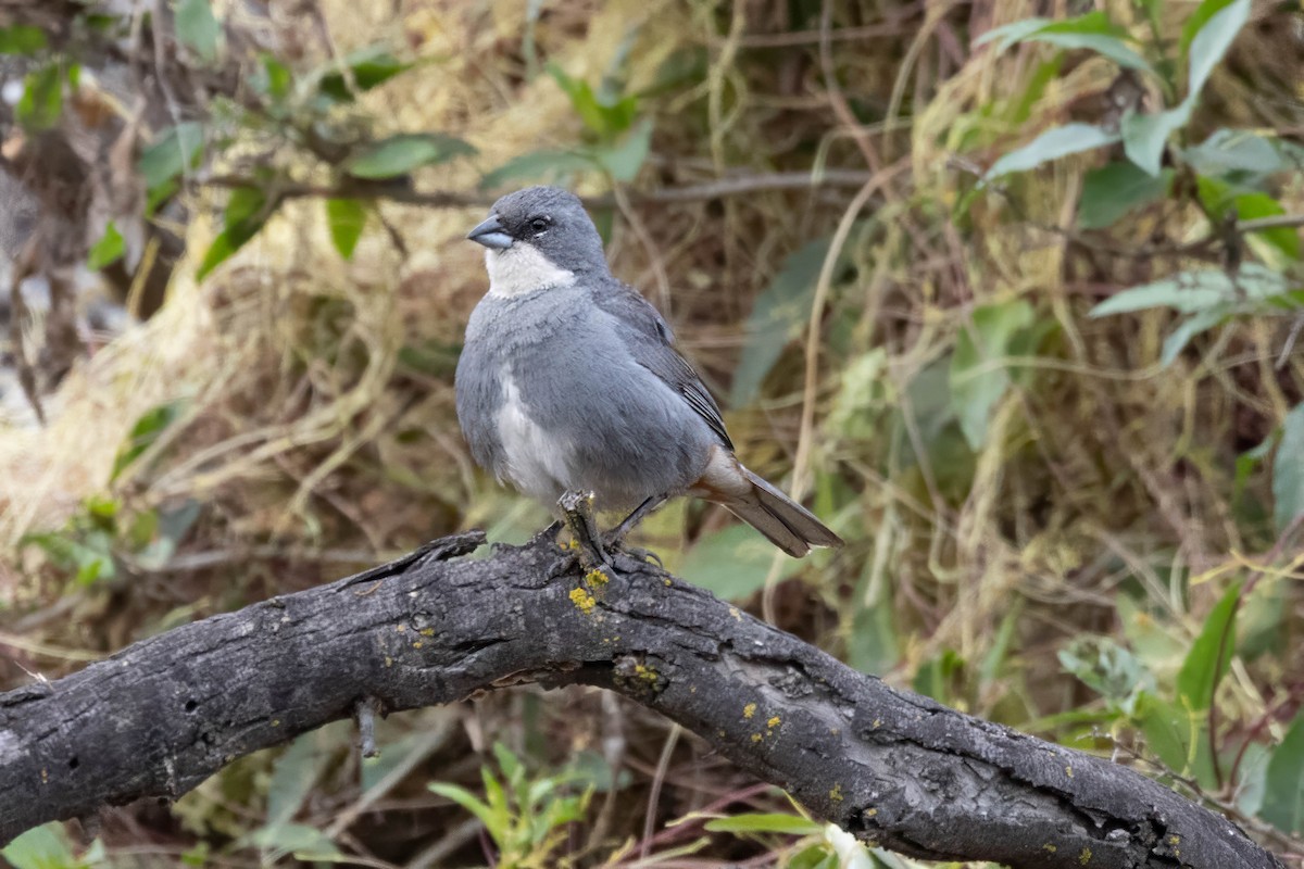 Diuca Finch - ML644776134