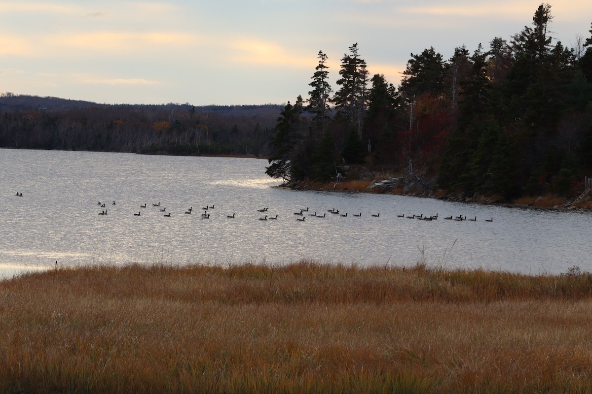 Canada Goose - ML644776135