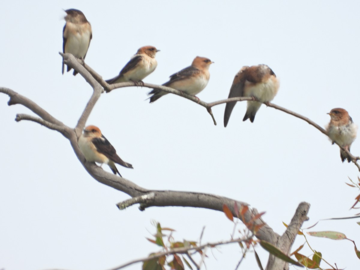 Fairy Martin - ML644776136