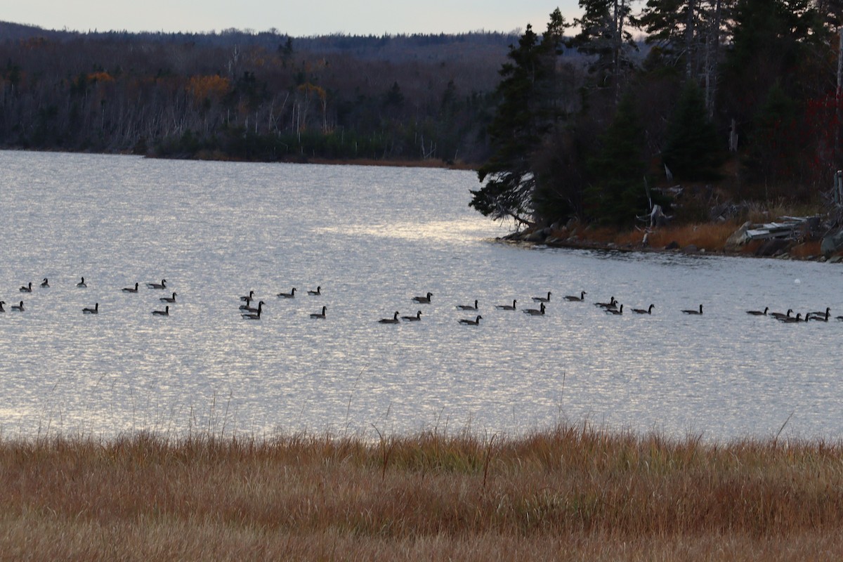 Canada Goose - ML644776137