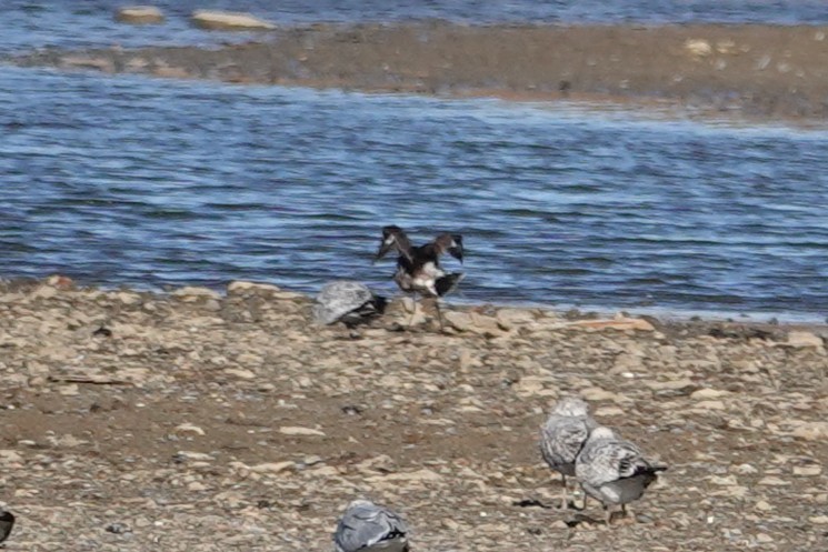 Hudsonian Godwit - ML644776138