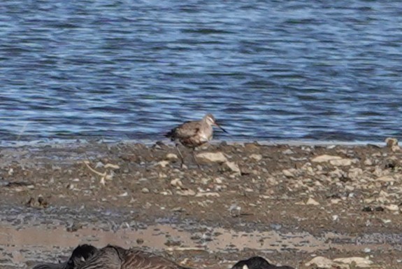 Hudsonian Godwit - ML644776139