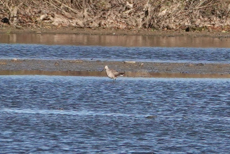 Hudsonian Godwit - ML644776140