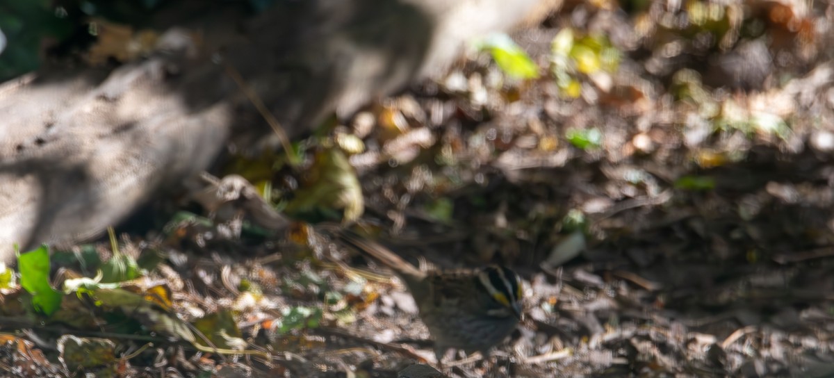White-throated Sparrow - ML644776141