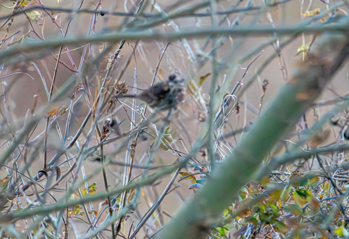 Lincoln's Sparrow - ML644776142