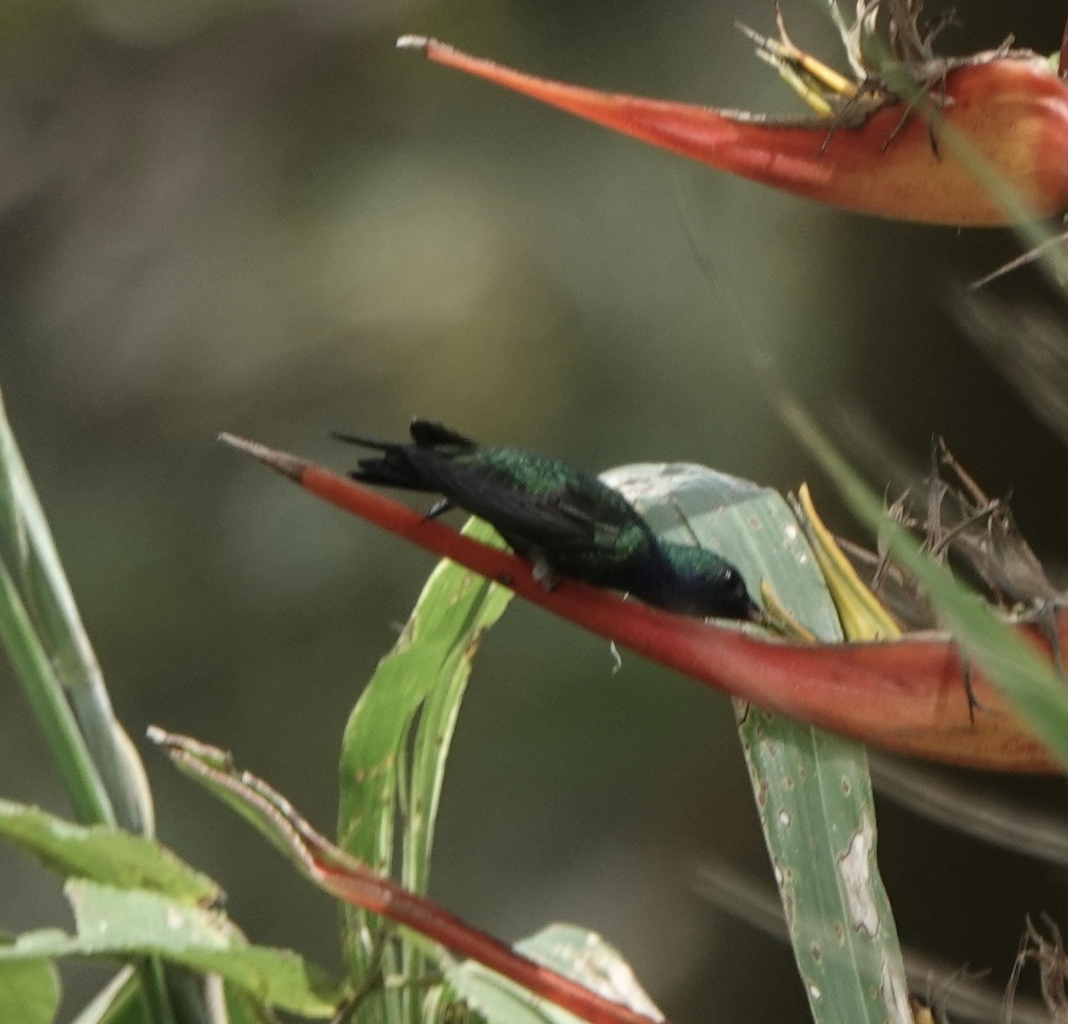 Garden Emerald - ML644776143