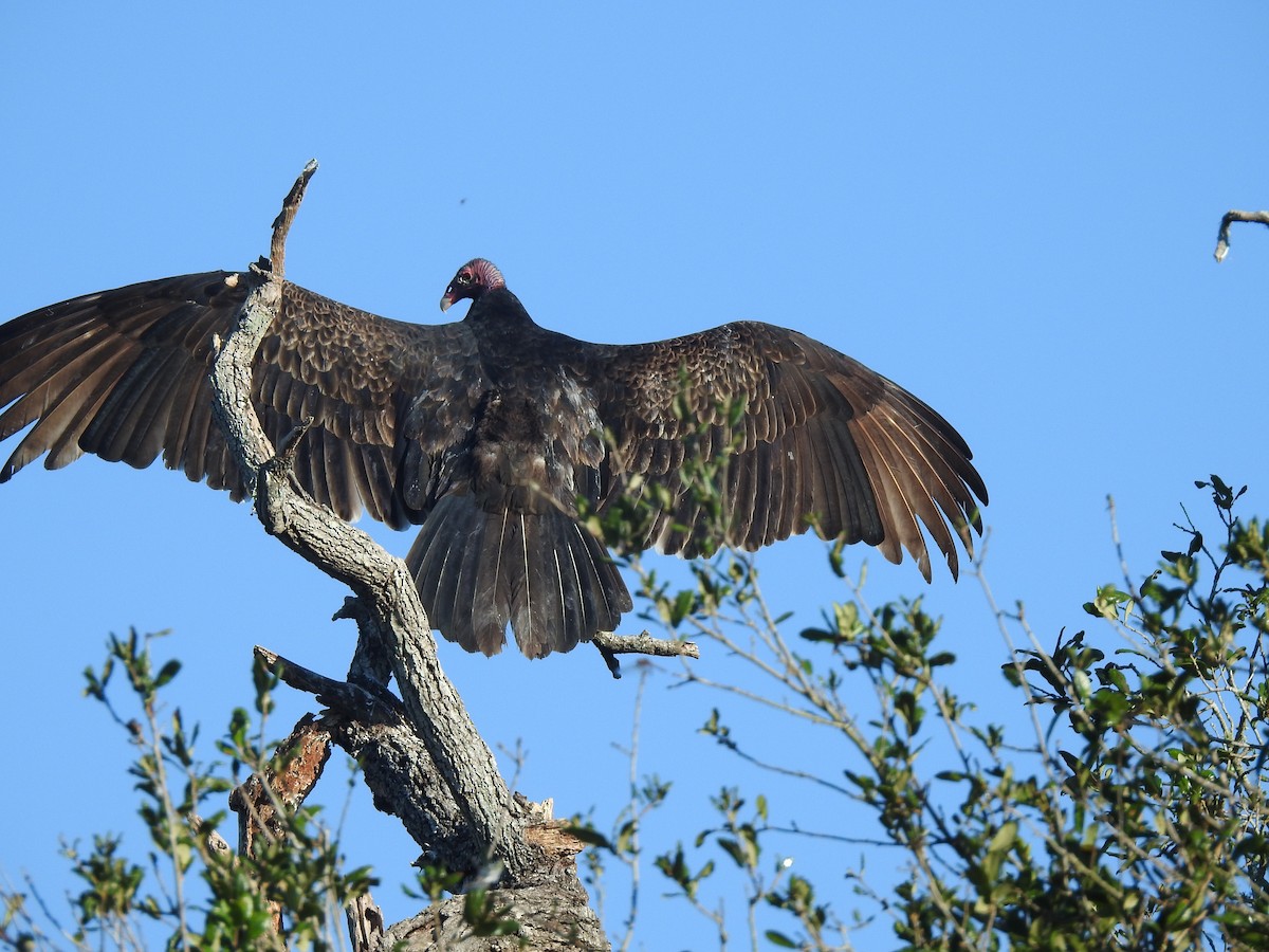 Turkey Vulture - ML644776144