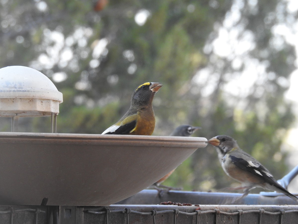 Evening Grosbeak - ML644776145