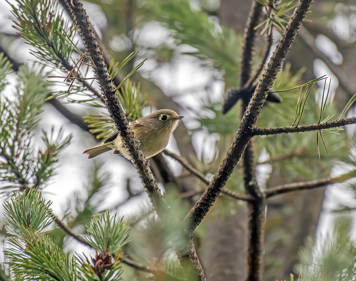 Hutton's Vireo - ML644776146