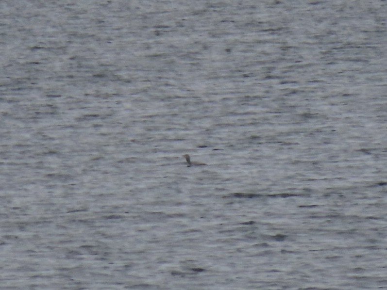 Red-throated Loon - ML644776147