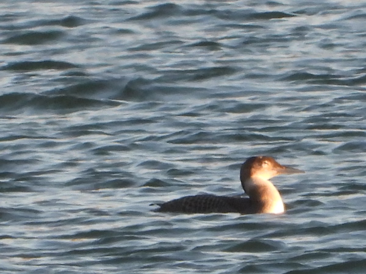 Common Loon - ML644776149