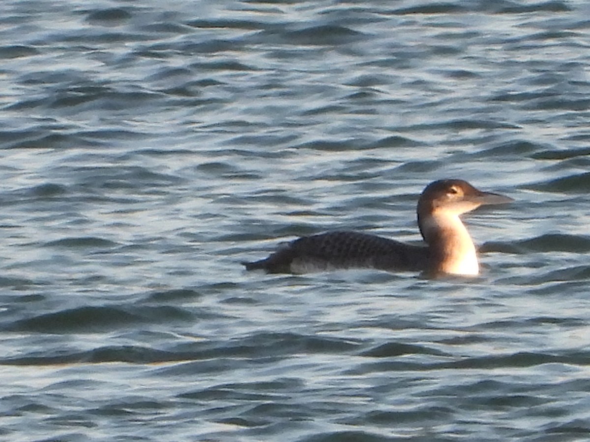 Common Loon - ML644776150
