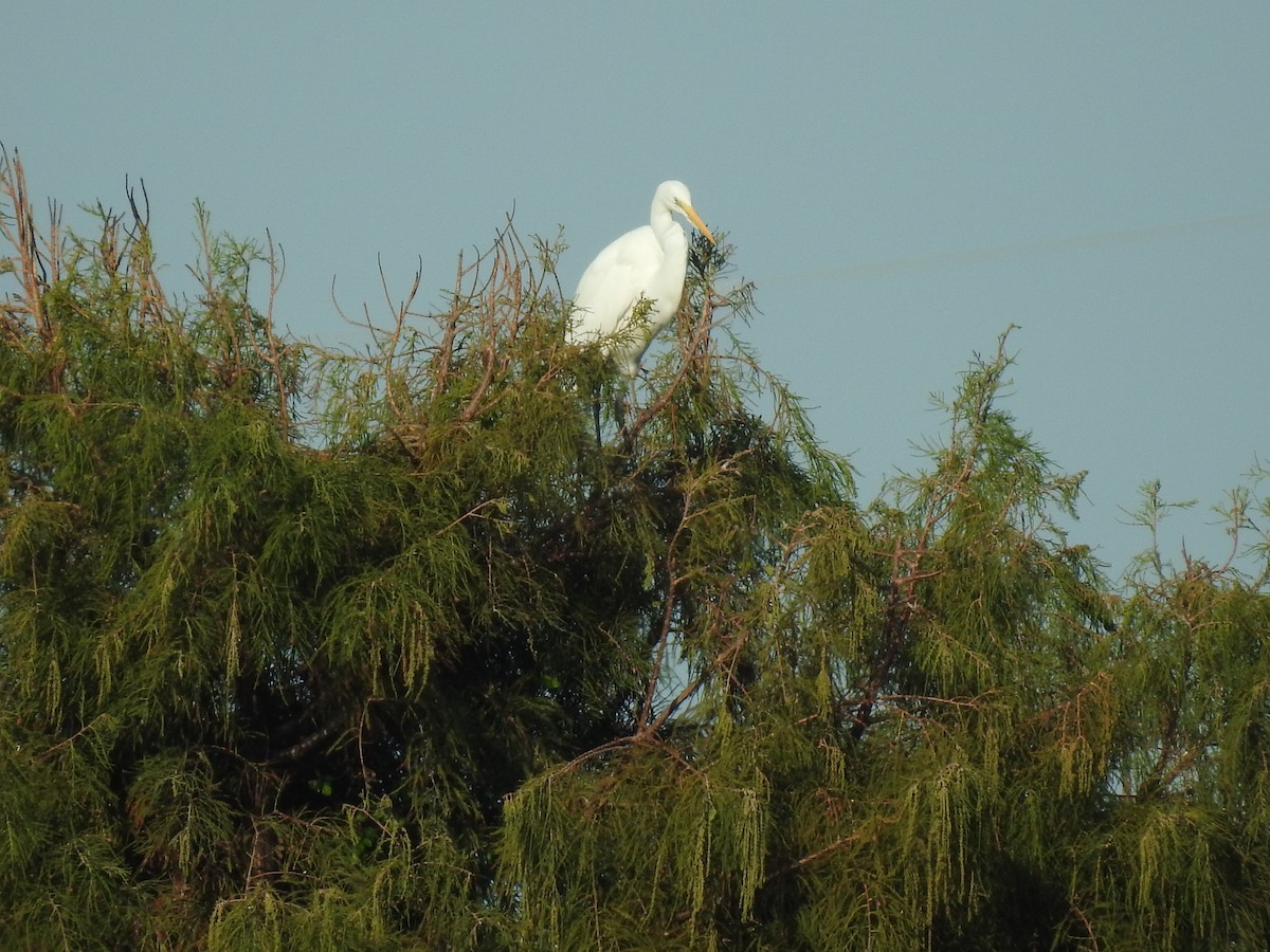 Great Egret - ML644776151