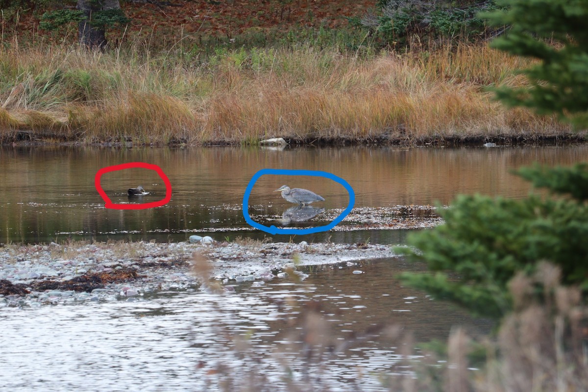 American Black Duck - ML644776152