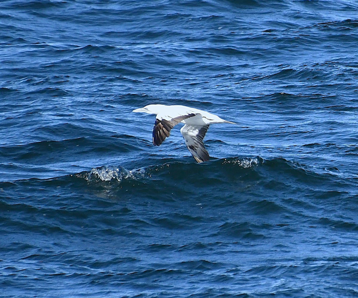 Northern Gannet - ML644776156