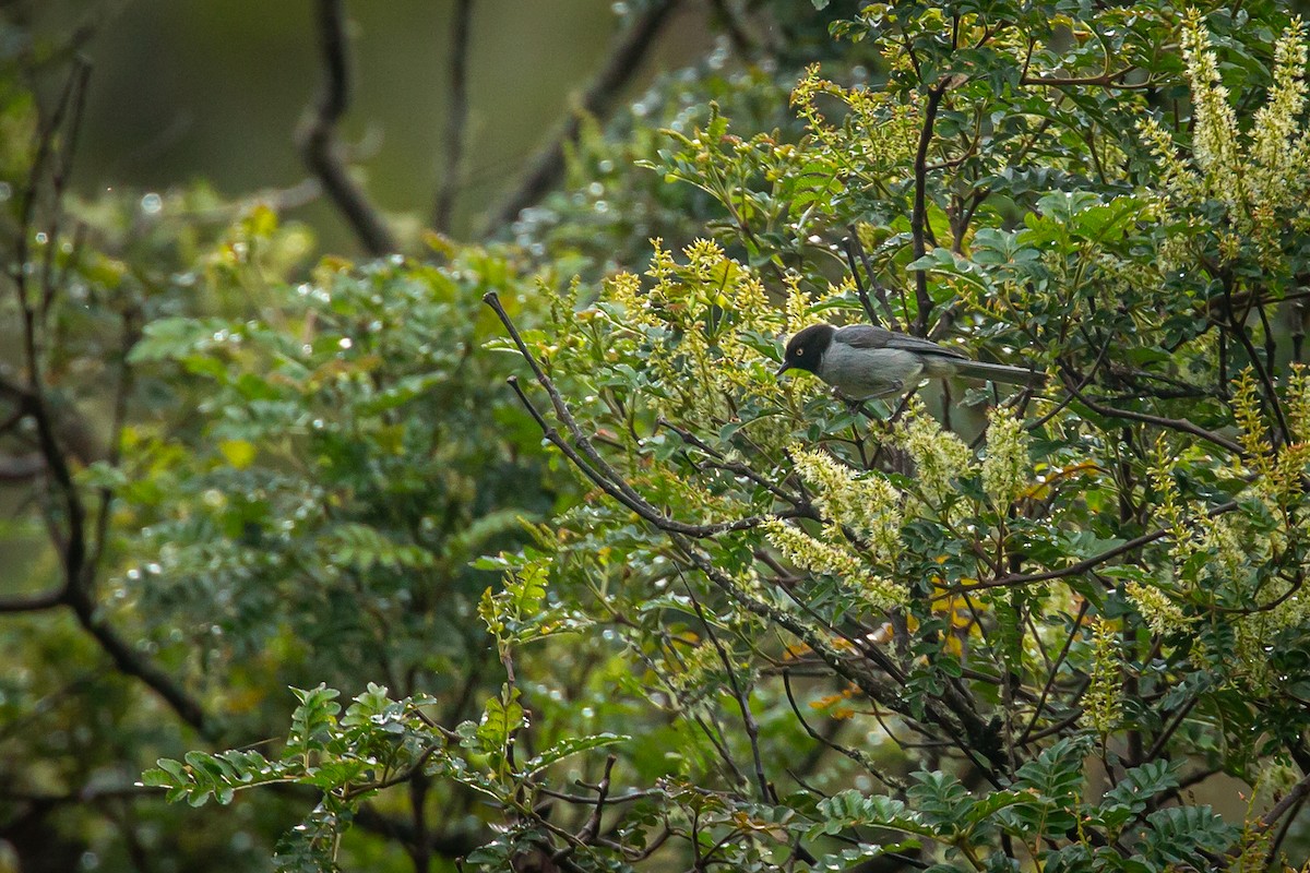 Black-headed Hemispingus - ML644776158